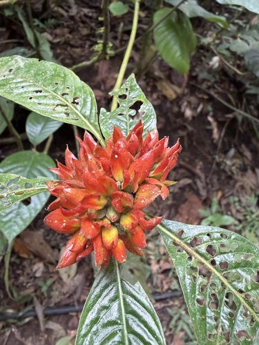 Palicourea aurantiibractea