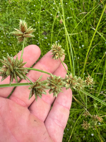 Cyperus trachysanthos observed 2026-08-10