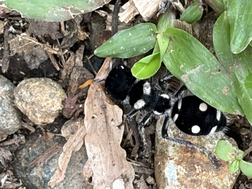 Hoplomutilla xanthocerata