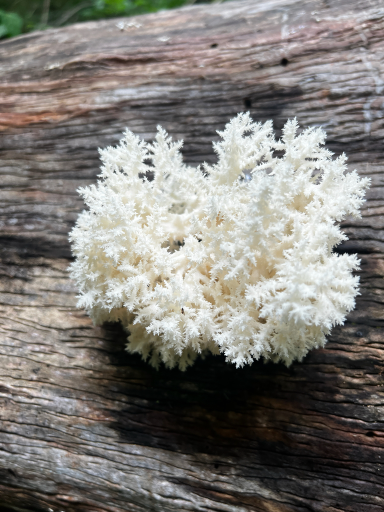 Coral tooth fungus · August 2026 · photo: Photo: (c) David Bartholow, some rights reserved (CC BY) · iNaturalist