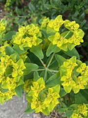 Euphorbia oblongata