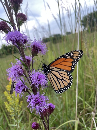 Monarch