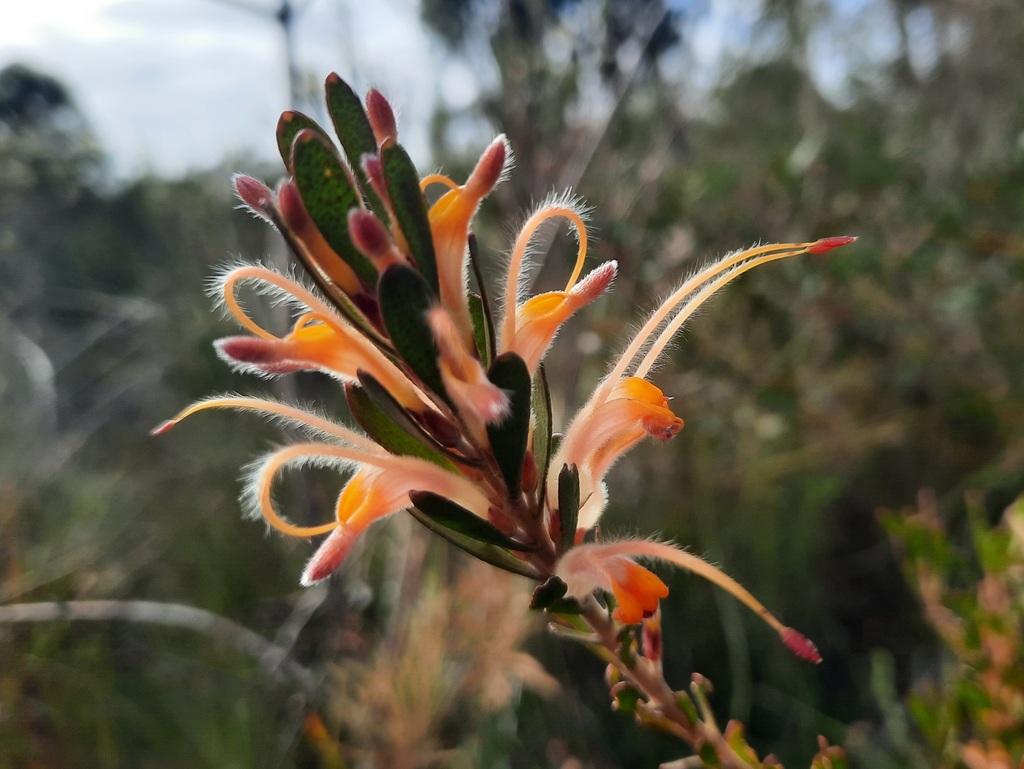 Adenanthos × pamelus