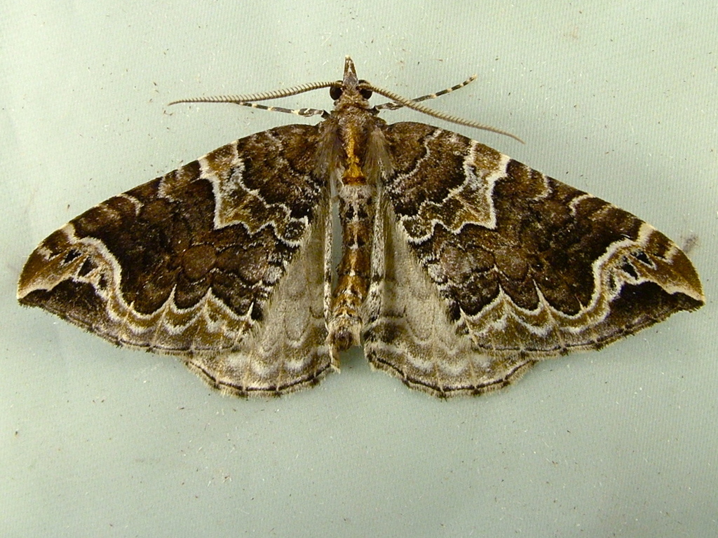 Northwestern Phoenix Moth (Moths of Quail Hollow) · iNaturalist