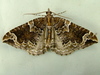 Northwestern Phoenix Moth - Photo (c) Dick, some rights reserved (CC BY-NC-SA)