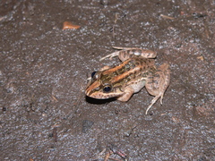 Leptodactylus macrosternum