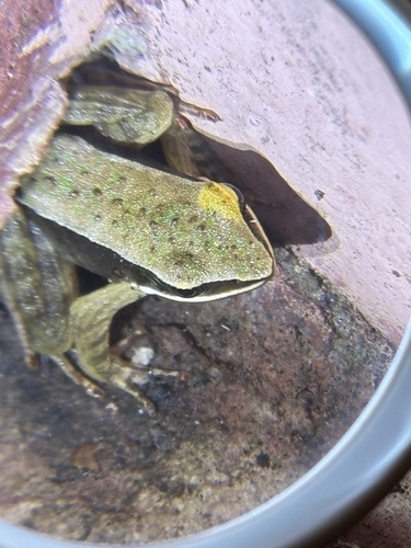 Brilliant Forest Frog