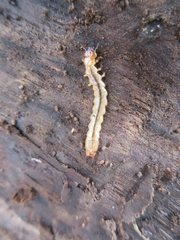 Dendroides canadensis