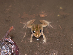 Leptodactylus macrosternum