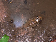 Leptodactylus macrosternum
