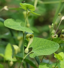 Aristolochia pallida
