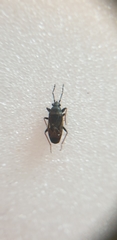 Eremocoris fenestratus