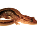 Allegheny Mountain Dusky Salamander - Photo (c) Dave Huth, some rights reserved (CC BY)