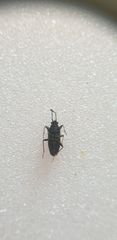 Eremocoris fenestratus