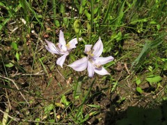 Calopogon oklahomensis