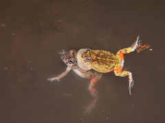 Pleurodema brachyops