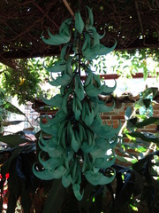 Strongylodon macrobotrys