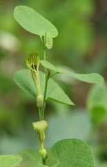 Aristolochia pallida