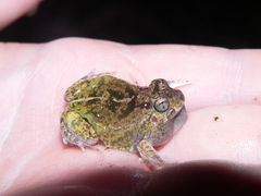 Pleurodema brachyops