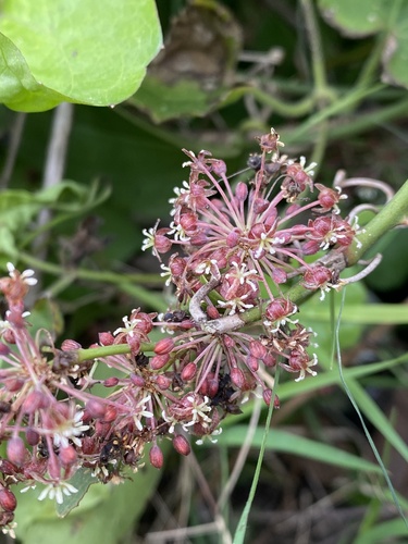 Smilax campestris, photograph 1