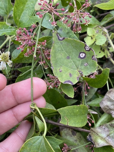 Smilax campestris, photograph 2