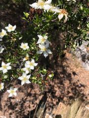 Lindleya mespiloides