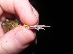 Pleurodema brachyops