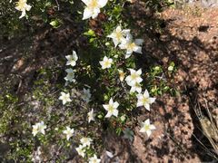 Lindleya mespiloides