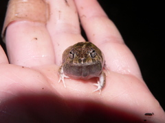 Pleurodema brachyops