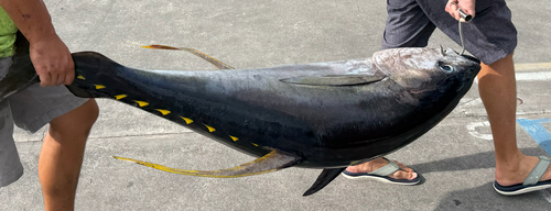Thunnus, 2026-08-13