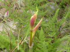 Elaeoselinum asclepium