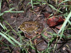 Pleurodema brachyops