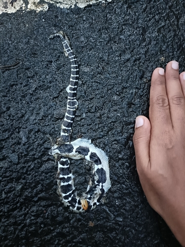 Common krait, Bungarus caeruleus