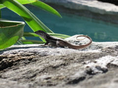 Leiocephalus psammodromus