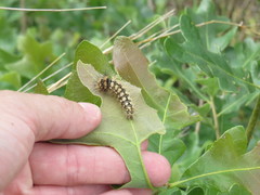 Acronicta longa