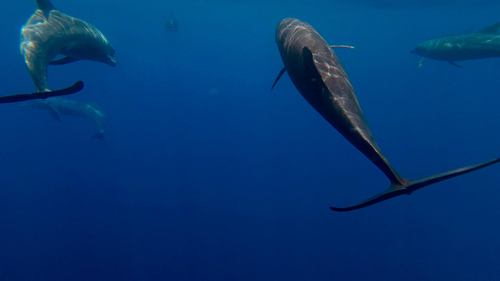 Common Bottlenose Dolphin