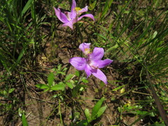 Calopogon oklahomensis