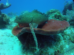 Epinephelus guttatus