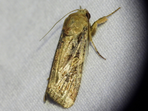 Fall armyworm