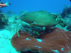 Epinephelus guttatus