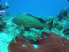 Epinephelus guttatus