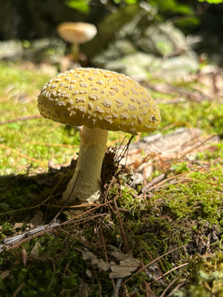 American Yellow Fly Agaric · August 2026 · photo: Photo: (c) delognut, some rights reserved (CC BY) · iNaturalist