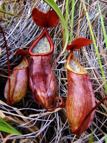 Nepenthes kerrii