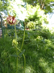 Aquilegia vulgaris