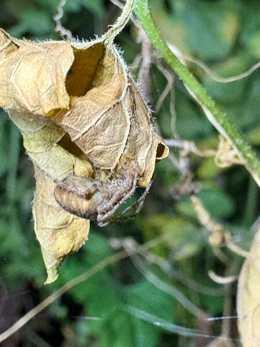 Eriophora edax