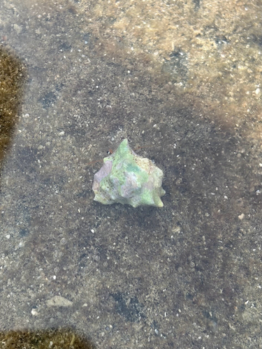 Mancinella speciosa, 2026-08-13