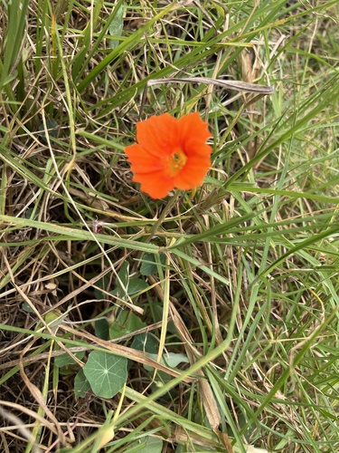 Tropaeolum majus observed 2026-08-13