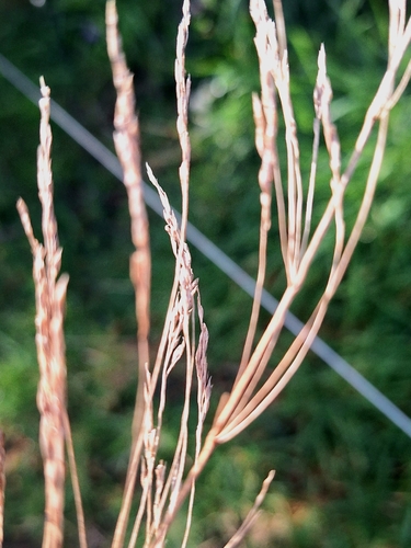 Oloptum thomasii