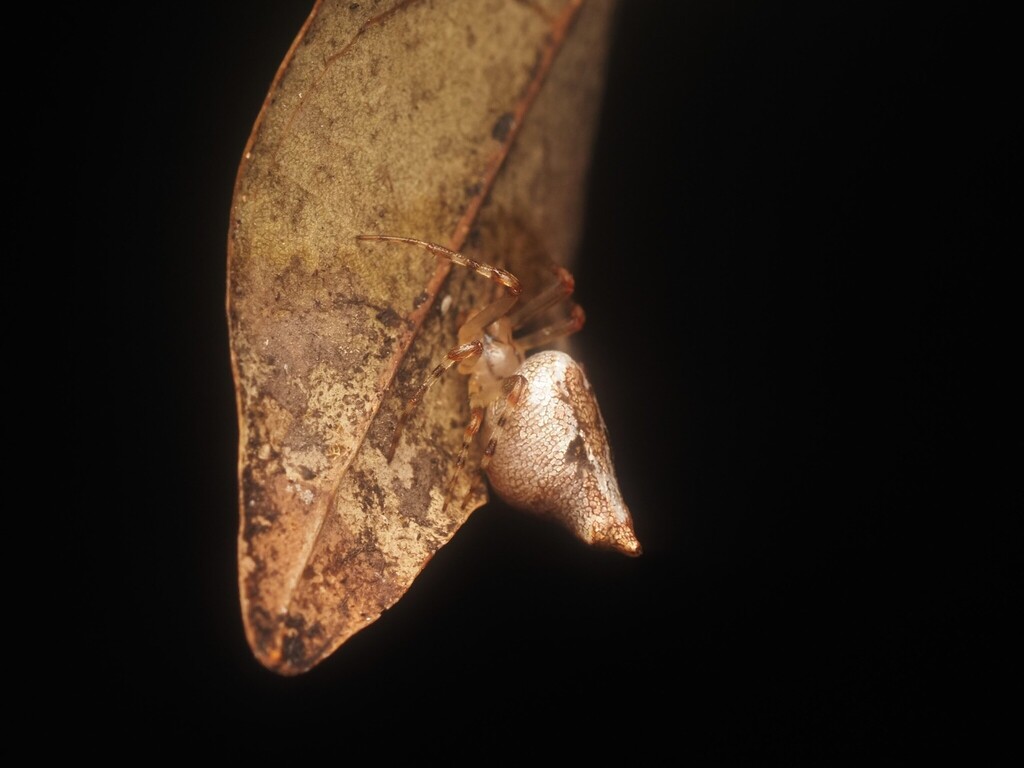 Cyclosa norihisai