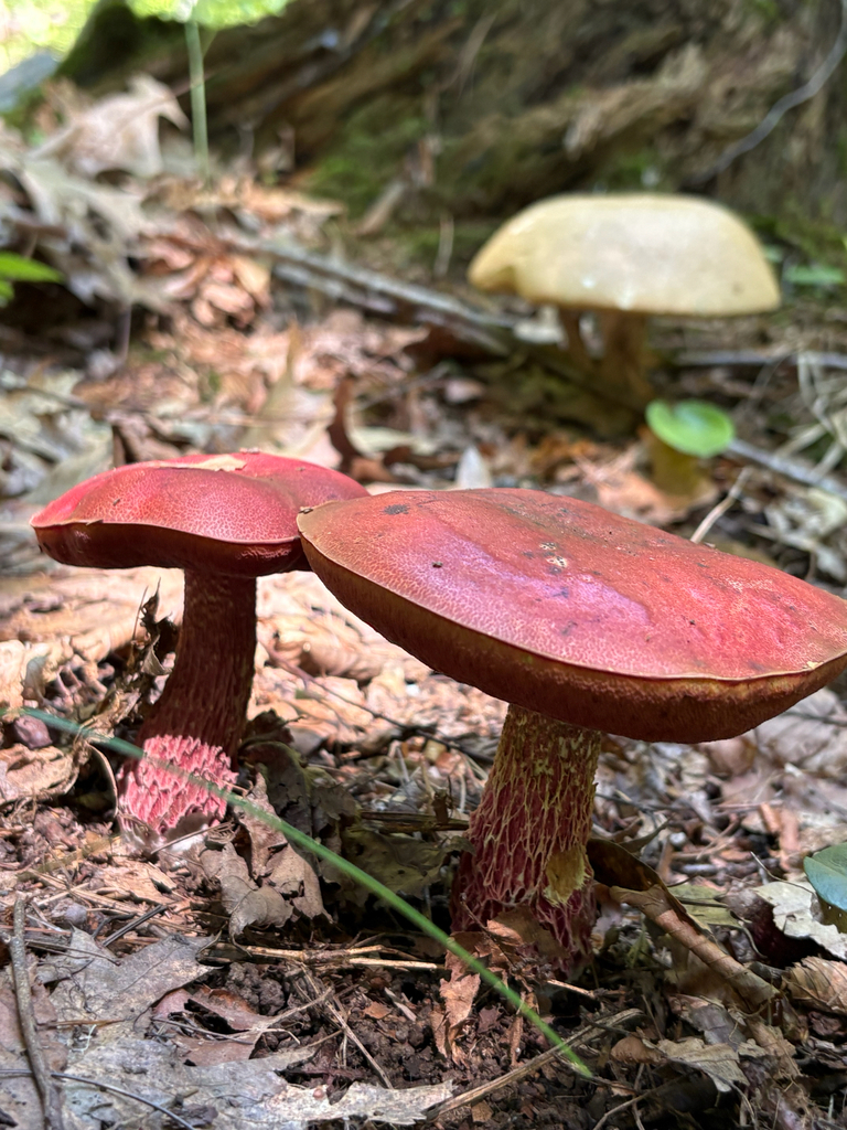Frost's Bolete · August 2026 · photo: Photo: (c) delognut, some rights reserved (CC BY) · iNaturalist